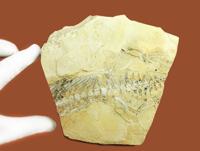 部分化石でも価値高い、ブラジル産ペルム紀の爬虫類、メソサウルス（Mesosaurus sp.）の骨盤セクションの化石（その6）