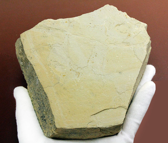 部分化石でも価値高い、ブラジル産ペルム紀の爬虫類、メソサウルス（Mesosaurus sp.）の骨盤セクションの化石（その7）