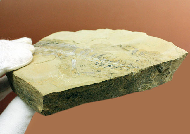 部分化石でも価値高い、ブラジル産ペルム紀の爬虫類、メソサウルス（Mesosaurus sp.）の骨盤セクションの化石（その8）