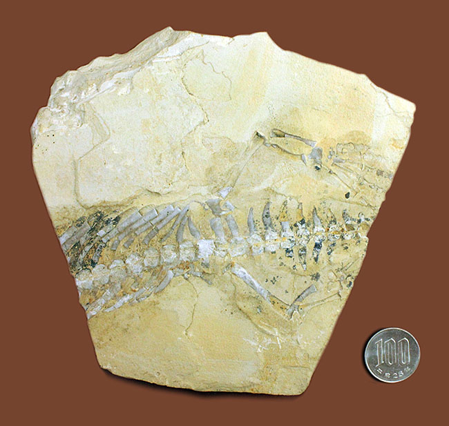 部分化石でも価値高い、ブラジル産ペルム紀の爬虫類、メソサウルス（Mesosaurus sp.）の骨盤セクションの化石（その9）