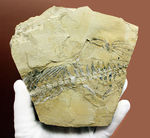 部分化石でも価値高い、ブラジル産ペルム紀の爬虫類、メソサウルス（Mesosaurus sp.）の骨盤セクションの化石