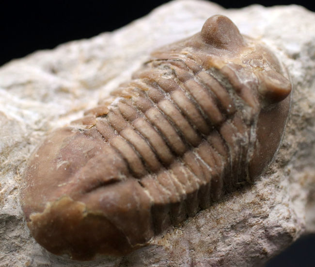 リーズナブルプライスにてご紹介！ロシア産の三葉虫、アサフス（Asaphus）の化石（その1）
