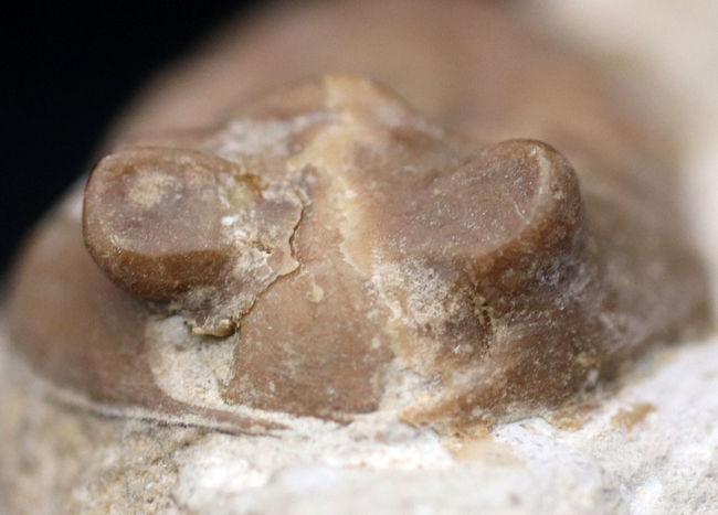 リーズナブルプライスにてご紹介！ロシア産の三葉虫、アサフス（Asaphus）の化石（その11）