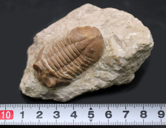 リーズナブルプライスにてご紹介！ロシア産の三葉虫、アサフス（Asaphus）の化石（その12）