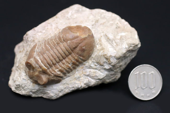 リーズナブルプライスにてご紹介！ロシア産の三葉虫、アサフス（Asaphus）の化石（その13）