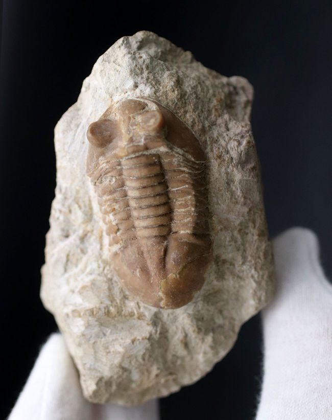 リーズナブルプライスにてご紹介！ロシア産の三葉虫、アサフス（Asaphus）の化石（その2）