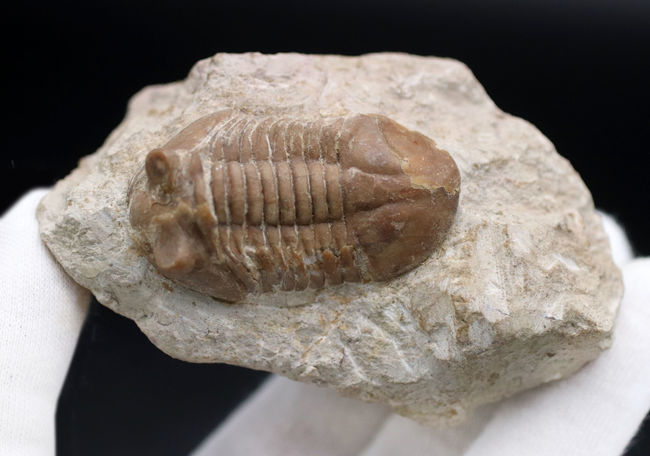 リーズナブルプライスにてご紹介！ロシア産の三葉虫、アサフス（Asaphus）の化石（その5）