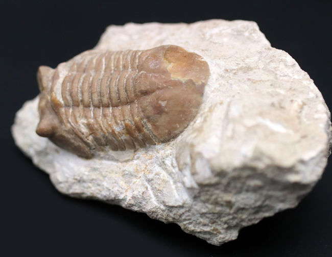 リーズナブルプライスにてご紹介！ロシア産の三葉虫、アサフス（Asaphus）の化石（その6）