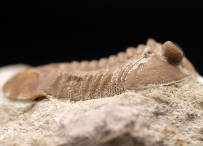 リーズナブルプライスにてご紹介！ロシア産の三葉虫、アサフス（Asaphus）の化石（その7）