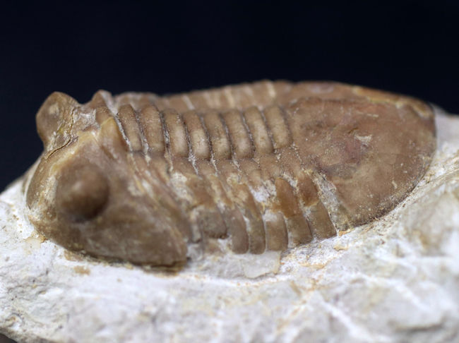 リーズナブルプライスにてご紹介！ロシア産の三葉虫、アサフス（Asaphus）の化石（その8）