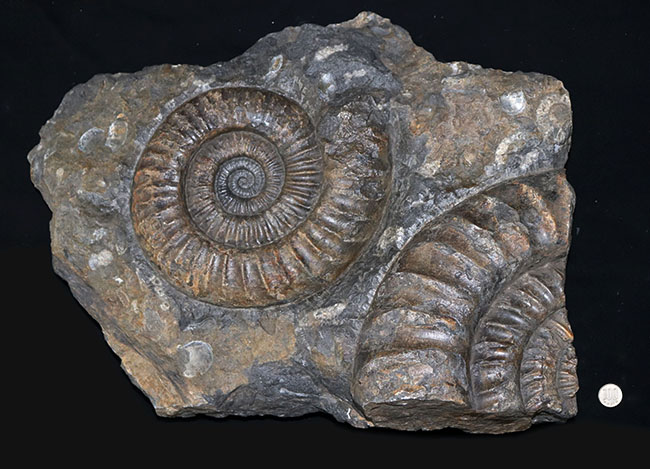 天然大型アンモナイト化石 大小二体一体 研磨 古生物標本 鑑賞石 古美術 骨董品 天然大型アンモナイト化石 大小二体一体 研磨 古生物標本 鑑賞石 古