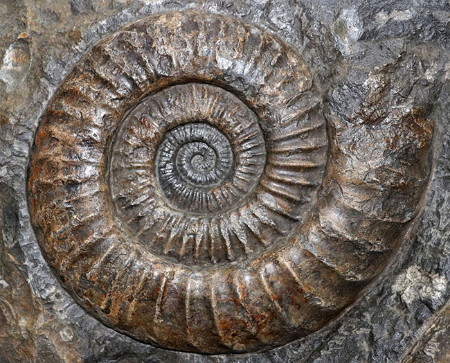 大きな肋（ろく）の凹凸が作り出す深い陰影！完全体と巨大な部分化石が同居した、巨大なアンモナイト、アリエチテスの化石（その3）