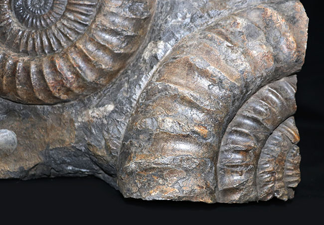 大きな肋（ろく）の凹凸が作り出す深い陰影！完全体と巨大な部分化石が同居した、巨大なアンモナイト、アリエチテスの化石（その4）