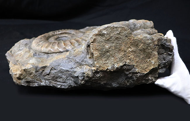 大きな肋（ろく）の凹凸が作り出す深い陰影！完全体と巨大な部分化石が同居した、巨大なアンモナイト、アリエチテスの化石（その8）