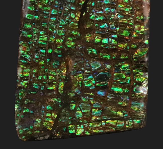 グリーンドラゴン!見事なドラゴンスキン模様が見られる、緑のアンモライト(Ammolite)のピース(その2)