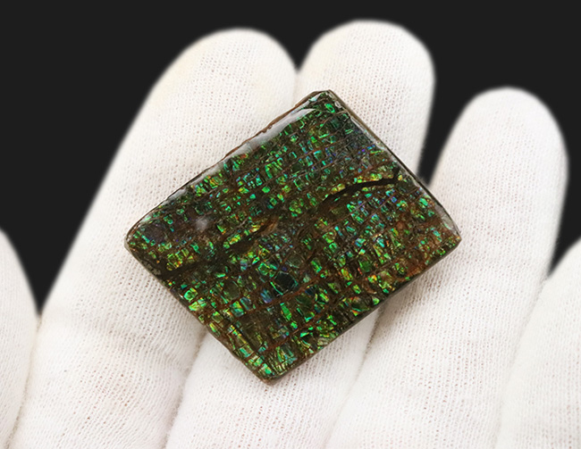 グリーンドラゴン!見事なドラゴンスキン模様が見られる、緑のアンモライト(Ammolite)のピース(その3)
