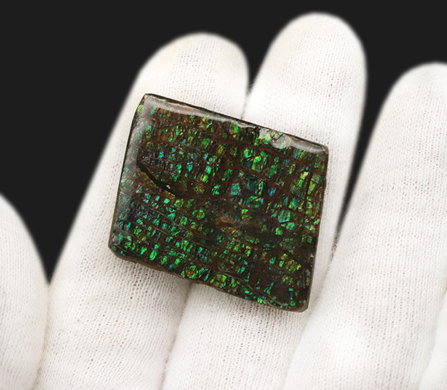 グリーンドラゴン!見事なドラゴンスキン模様が見られる、緑のアンモライト(Ammolite)のピース(その4)