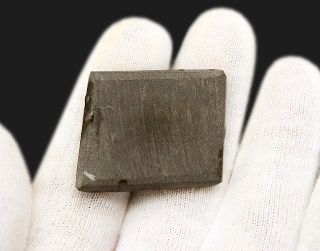 グリーンドラゴン!見事なドラゴンスキン模様が見られる、緑のアンモライト(Ammolite)のピース(その5)