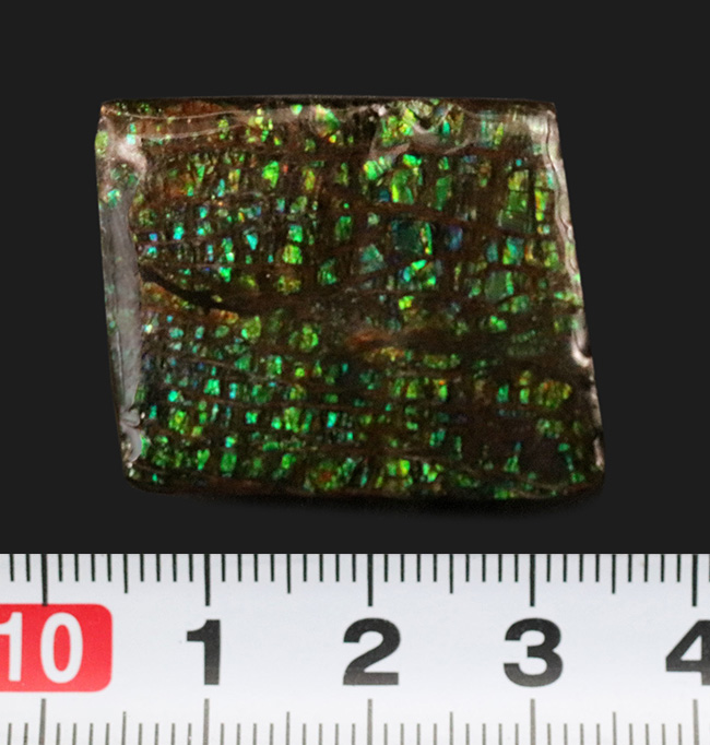 グリーンドラゴン!見事なドラゴンスキン模様が見られる、緑のアンモライト(Ammolite)のピース(その7)
