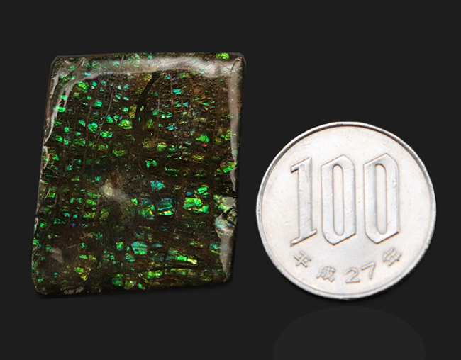 グリーンドラゴン!見事なドラゴンスキン模様が見られる、緑のアンモライト(Ammolite)のピース(その8)