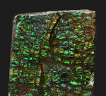 グリーンドラゴン！見事なドラゴンスキン模様が見られる、緑のアンモライト（Ammolite）のピース