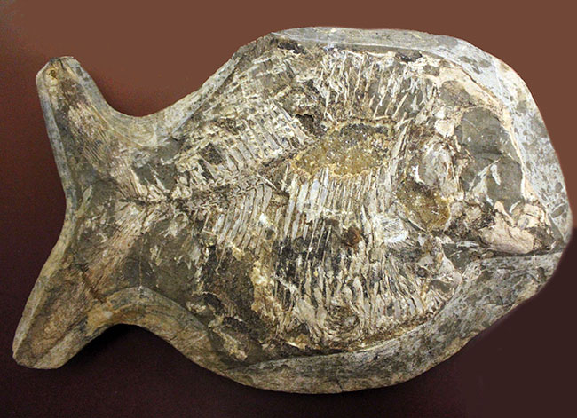 ウルトラレア！ブラジル・サンタナ層産の絶滅古代魚、ピクノドン類の全身化石。今後の入荷は未定、まさに一期一会の標本。（その1）