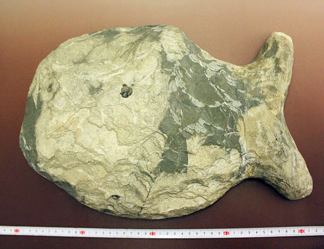 ウルトラレア!ブラジル・サンタナ層産の絶滅古代魚、ピクノドン類の全身化石。今後の入荷は未定、まさに一期一会の標本。(その10)