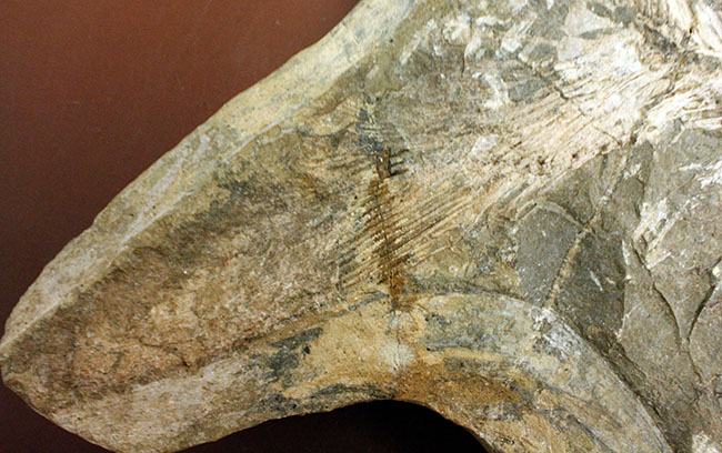 ウルトラレア！ブラジル・サンタナ層産の絶滅古代魚、ピクノドン類の全身化石。今後の入荷は未定、まさに一期一会の標本。（その12）