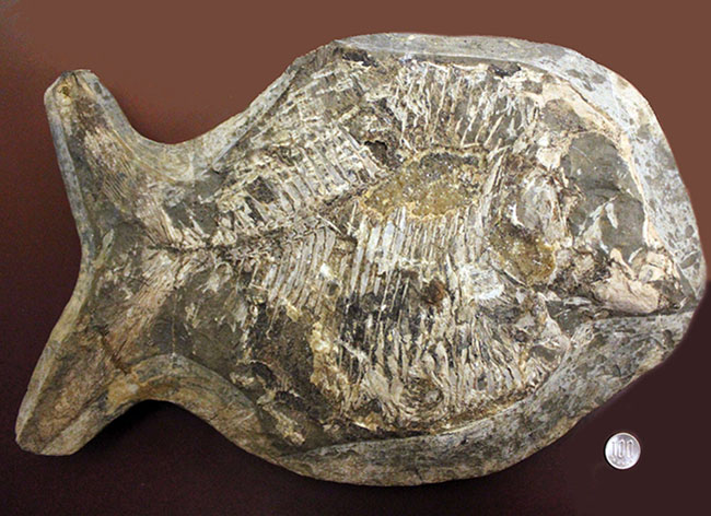 ウルトラレア！ブラジル・サンタナ層産の絶滅古代魚、ピクノドン類の全身化石。今後の入荷は未定、まさに一期一会の標本。（その13）