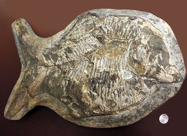 ウルトラレア!ブラジル・サンタナ層産の絶滅古代魚、ピクノドン類の全身化石。今後の入荷は未定、まさに一期一会の標本。(その13)