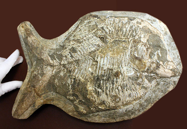 ウルトラレア!ブラジル・サンタナ層産の絶滅古代魚、ピクノドン類の全身化石。今後の入荷は未定、まさに一期一会の標本。(その2)