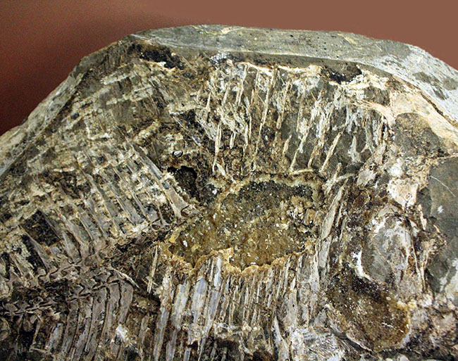 ウルトラレア!ブラジル・サンタナ層産の絶滅古代魚、ピクノドン類の全身化石。今後の入荷は未定、まさに一期一会の標本。(その4)