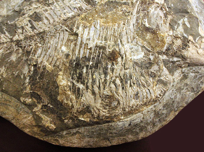ウルトラレア!ブラジル・サンタナ層産の絶滅古代魚、ピクノドン類の全身化石。今後の入荷は未定、まさに一期一会の標本。(その5)