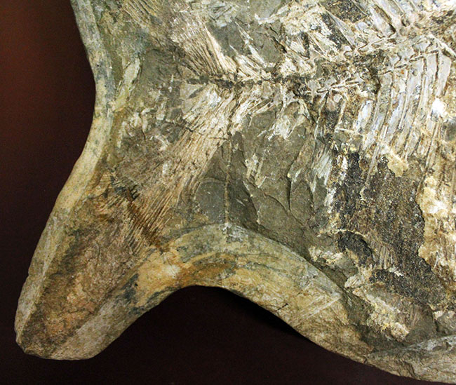 ウルトラレア!ブラジル・サンタナ層産の絶滅古代魚、ピクノドン類の全身化石。今後の入荷は未定、まさに一期一会の標本。(その6)
