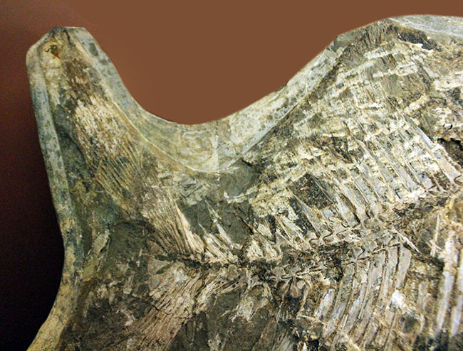 ウルトラレア！ブラジル・サンタナ層産の絶滅古代魚、ピクノドン類の全身化石。今後の入荷は未定、まさに一期一会の標本。（その7）