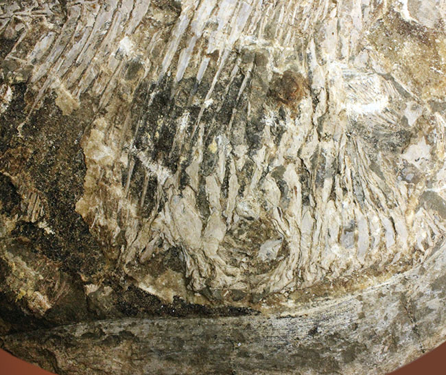 ウルトラレア!ブラジル・サンタナ層産の絶滅古代魚、ピクノドン類の全身化石。今後の入荷は未定、まさに一期一会の標本。(その8)