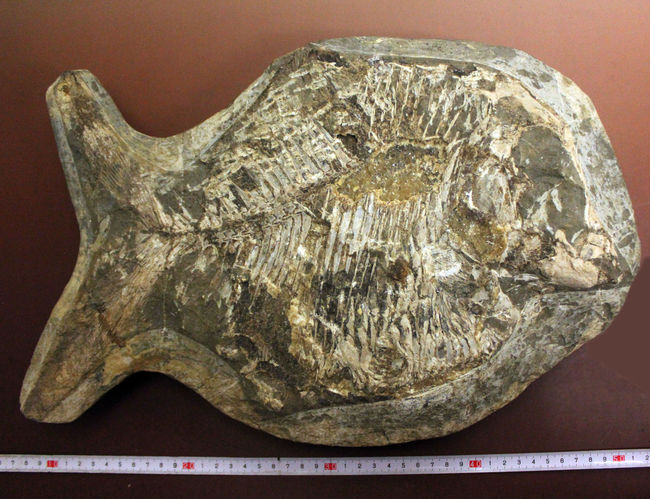 ウルトラレア！ブラジル・サンタナ層産の絶滅古代魚、ピクノドン類の全身化石。今後の入荷は未定、まさに一期一会の標本。（その9）