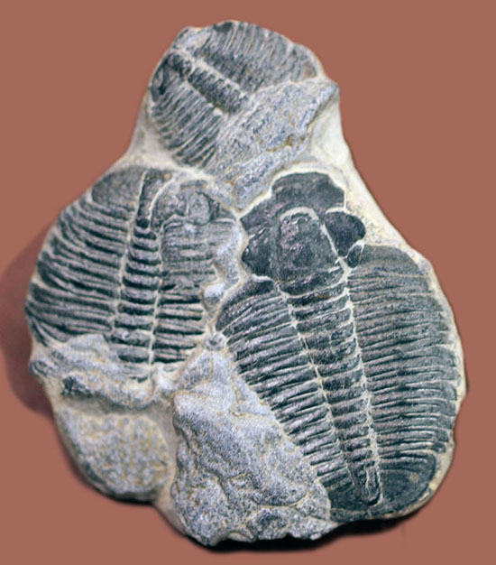 寄り添うように化石化した３体のユタ州産三葉虫、エルラシア・キンギ(Elrathia Kingi)（その1）