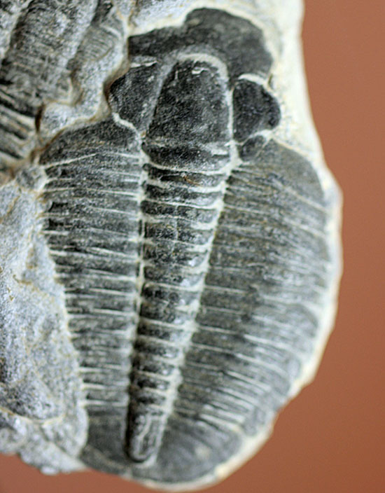 寄り添うように化石化した３体のユタ州産三葉虫、エルラシア・キンギ(Elrathia Kingi)（その2）