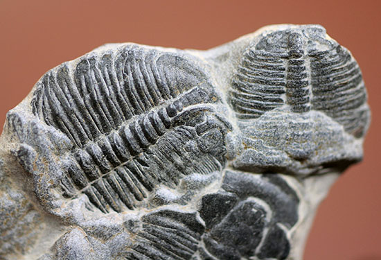 寄り添うように化石化した３体のユタ州産三葉虫、エルラシア・キンギ(Elrathia Kingi)（その3）
