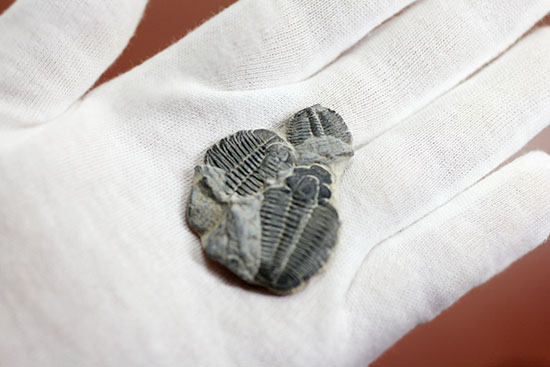 寄り添うように化石化した３体のユタ州産三葉虫、エルラシア・キンギ(Elrathia Kingi)（その4）