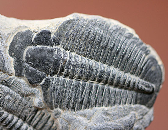 寄り添うように化石化した３体のユタ州産三葉虫、エルラシア・キンギ(Elrathia Kingi)（その6）