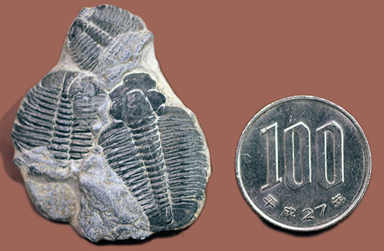 寄り添うように化石化した３体のユタ州産三葉虫、エルラシア・キンギ(Elrathia Kingi)（その7）