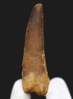 サイズよし、状態良し、１億年前の北アフリカの王者、スピノサウルス（Spinosaurus）の良質の歯化石