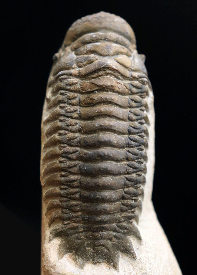 人気！縦にできる面白いポージング、古生代デボン紀の三葉虫、クロタロセファルス・ギブス（Crotalocephalus gibbus）の化石（その1）