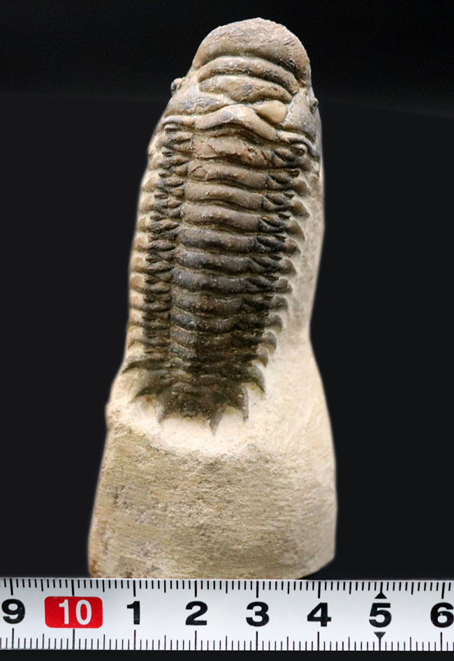 人気！縦にできる面白いポージング、古生代デボン紀の三葉虫、クロタロセファルス・ギブス（Crotalocephalus gibbus）の化石（その14）