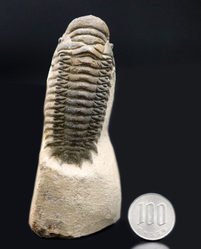 人気！縦にできる面白いポージング、古生代デボン紀の三葉虫、クロタロセファルス・ギブス（Crotalocephalus gibbus）の化石（その16）