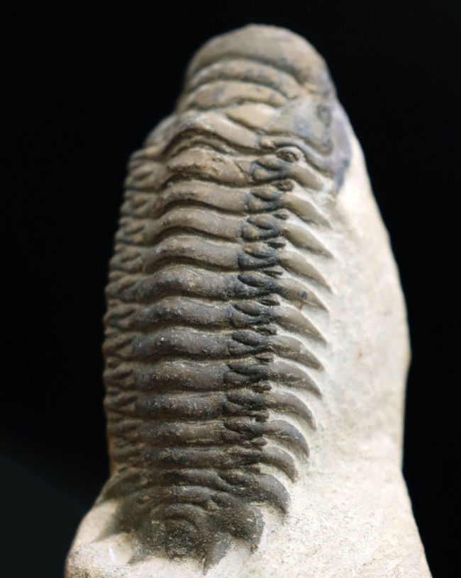 人気！縦にできる面白いポージング、古生代デボン紀の三葉虫、クロタロセファルス・ギブス（Crotalocephalus gibbus）の化石（その4）