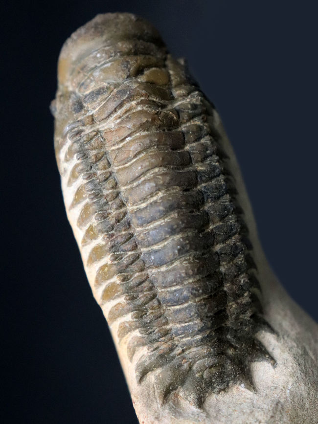 人気！縦にできる面白いポージング、古生代デボン紀の三葉虫、クロタロセファルス・ギブス（Crotalocephalus gibbus）の化石（その6）