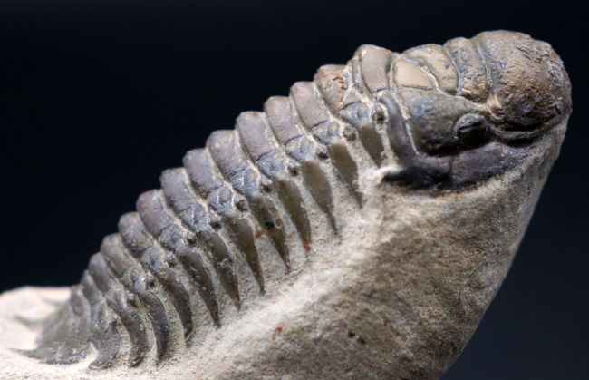 人気！縦にできる面白いポージング、古生代デボン紀の三葉虫、クロタロセファルス・ギブス（Crotalocephalus gibbus）の化石（その7）